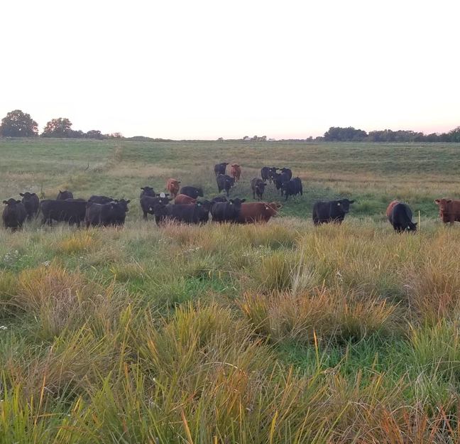 grassfed steak