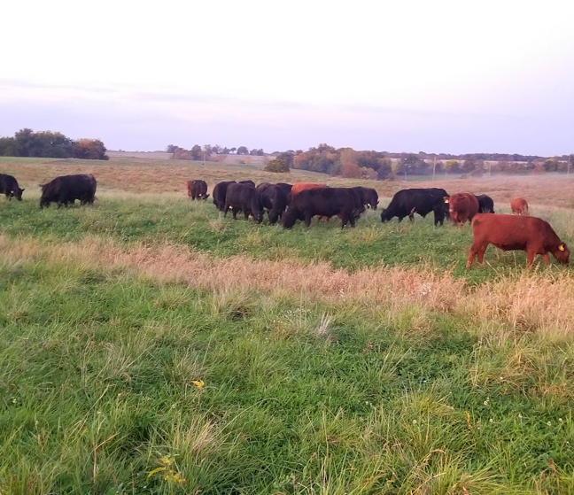 grass-fed steaks