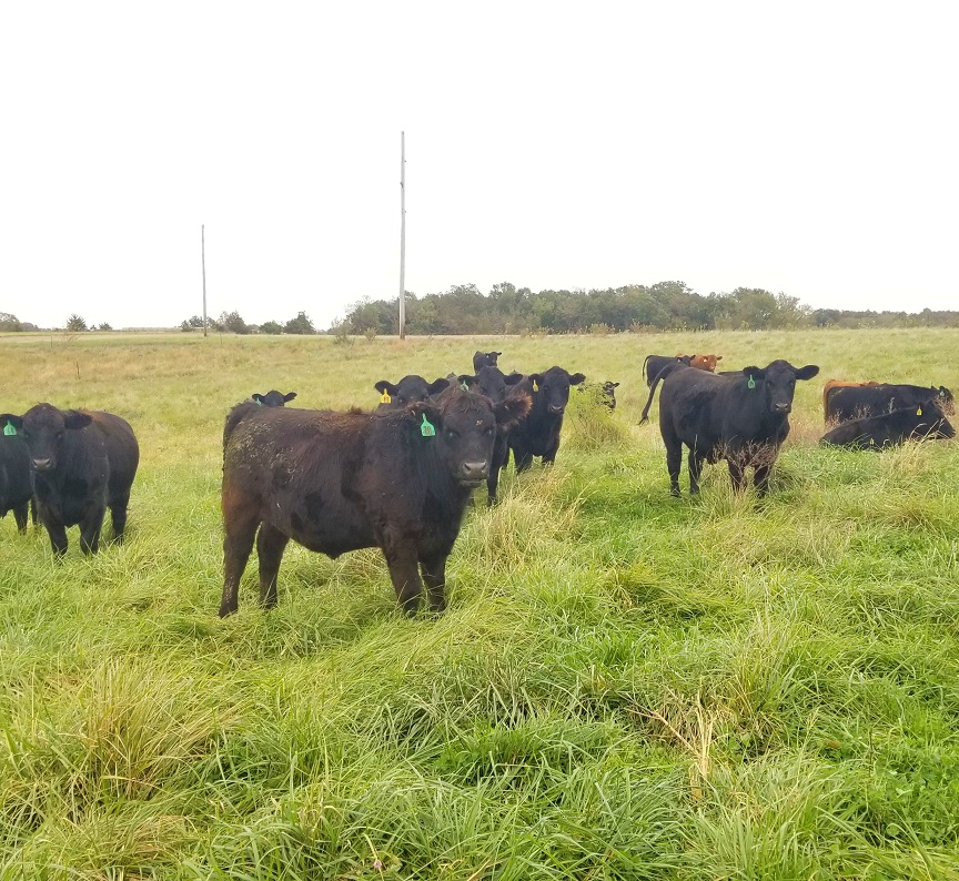 grassfed beef, grass finished beef