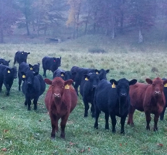 grassfed steak