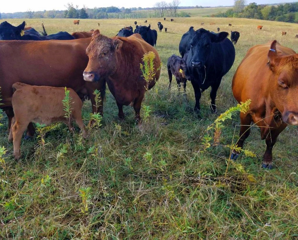 grassfed beef