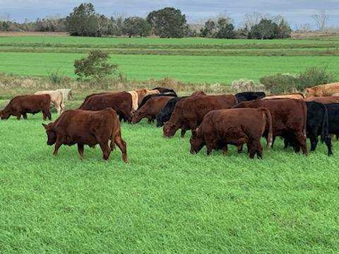 grass-fed steaks