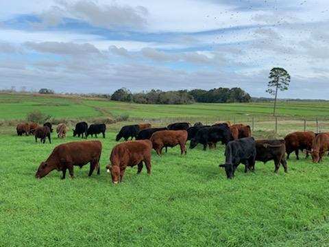 grassfed beef, grass finished beef