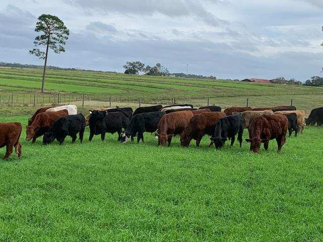 grass fed beef steaks