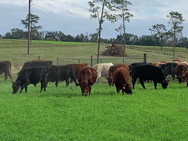 grass-fed steaks