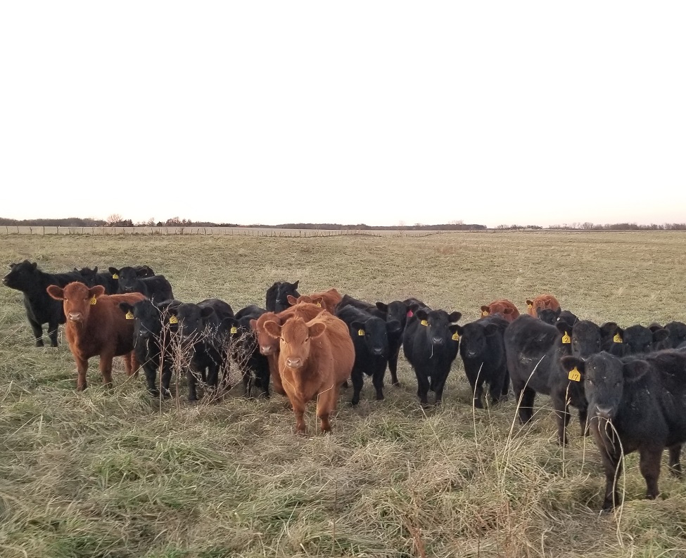 grassfed steak