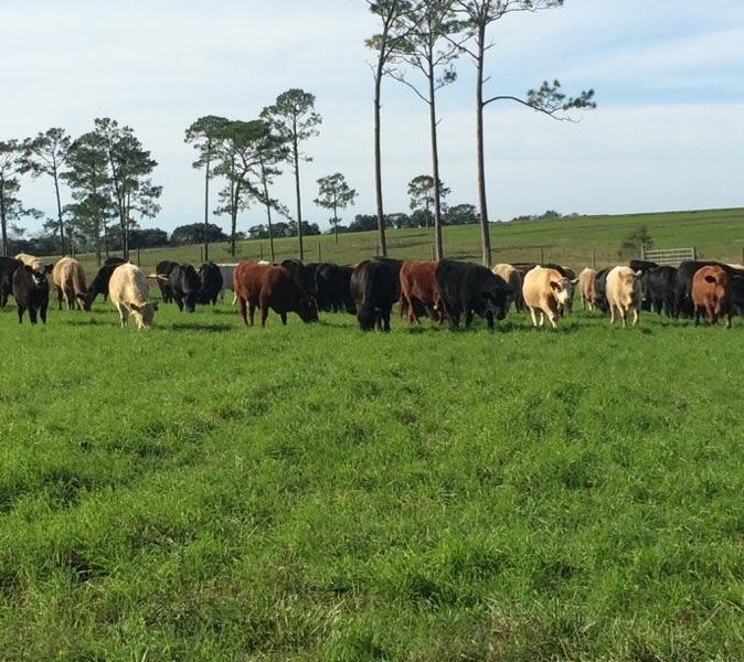 grassfed steak