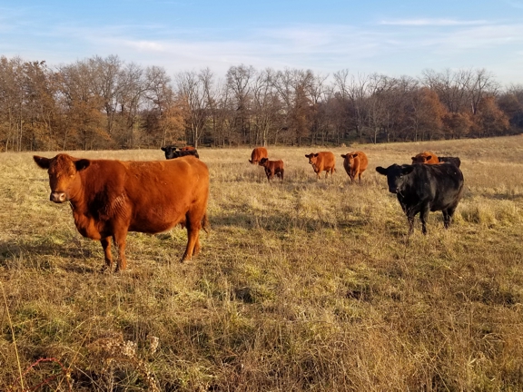 grassfed steak