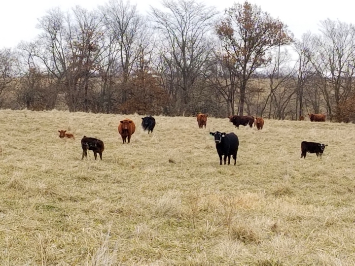 grass-fed steaks