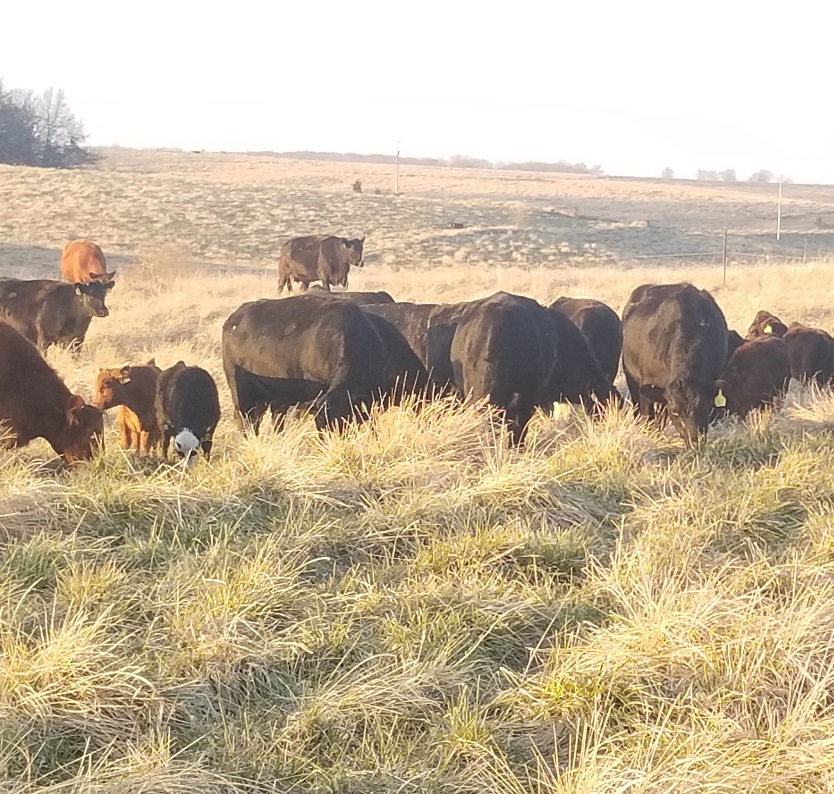 grass fed beef steaks