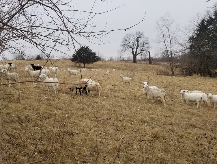 grass fed lamb