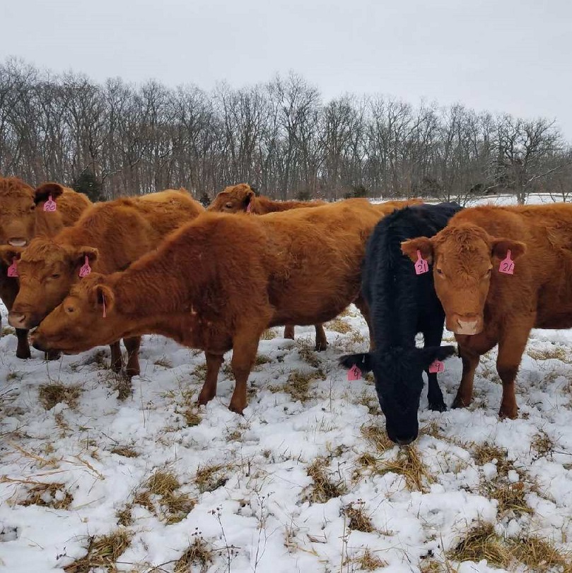 grass fed beef steaks