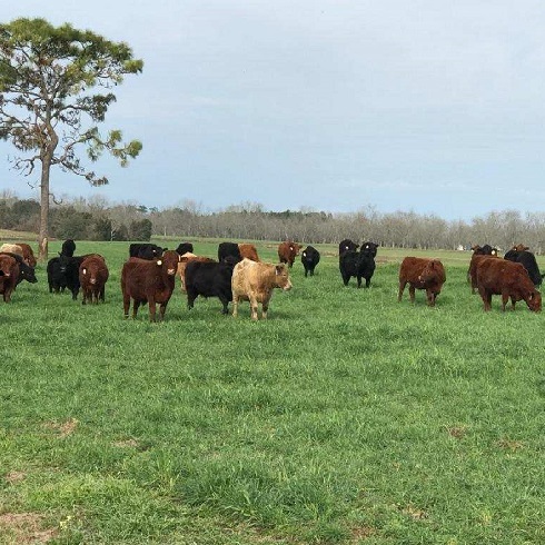 grassfed beef, grass finished beef