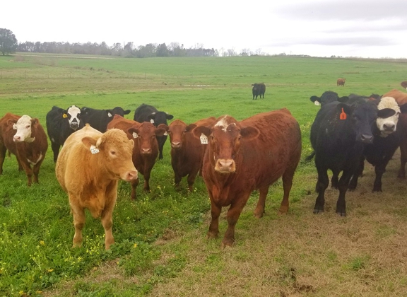 grassfed steak