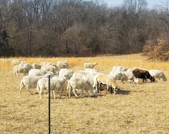 grassfed beef, grass-fed lamb