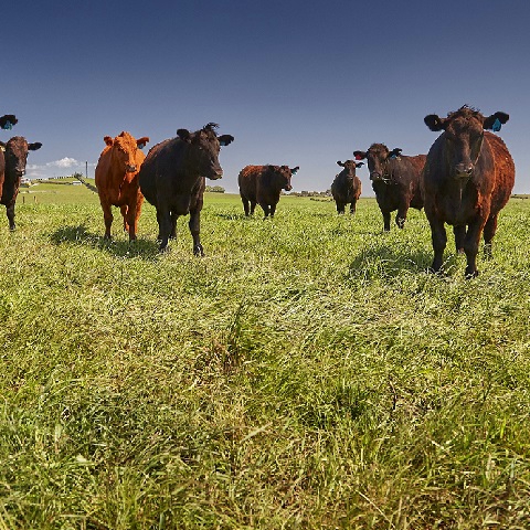 grass-fed steaks, grass-fed beef