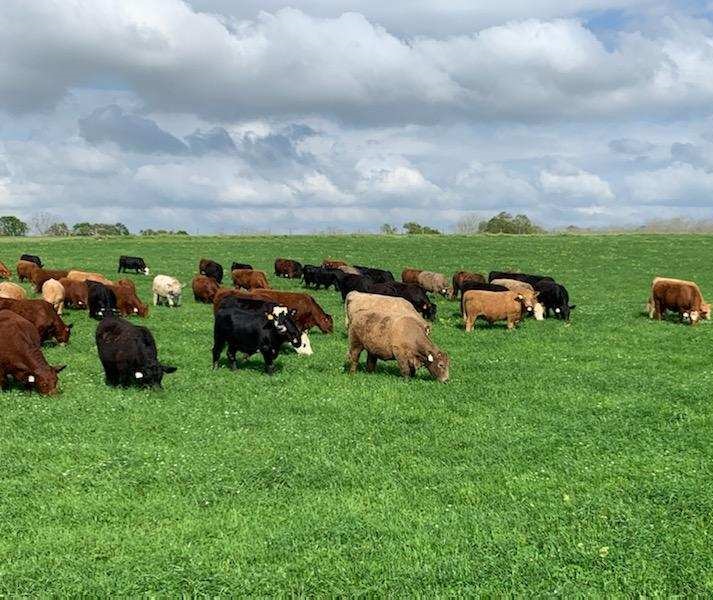 grass fed beef steaks