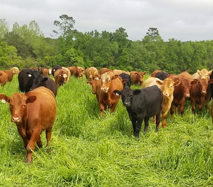 grass-fed steaks, grass-fed beef