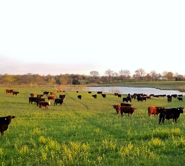 grass-fed steaks