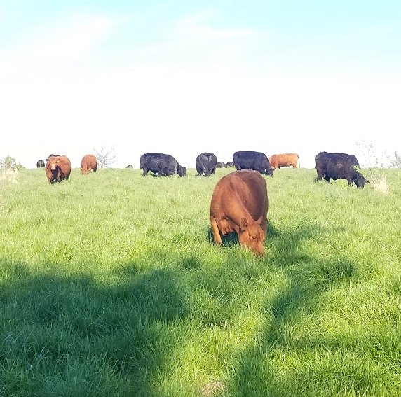 grassfed steak