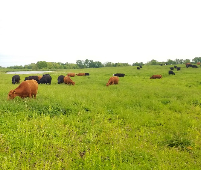 grassfed beef, grass finished beef