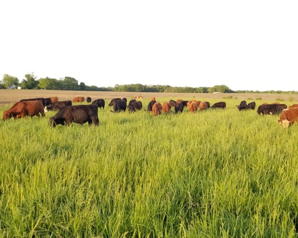 grass-fed steaks