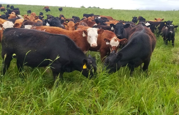 grassfed steak