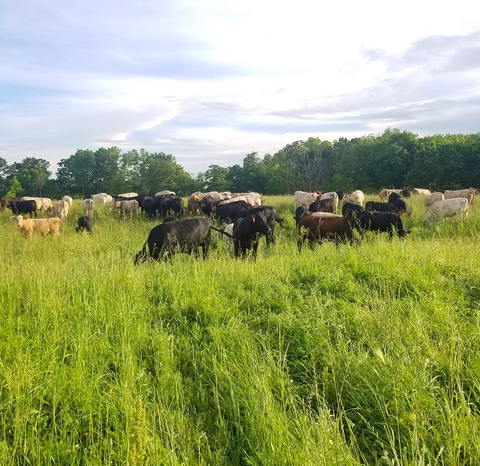 grass-fed steaks, grass-fed beef