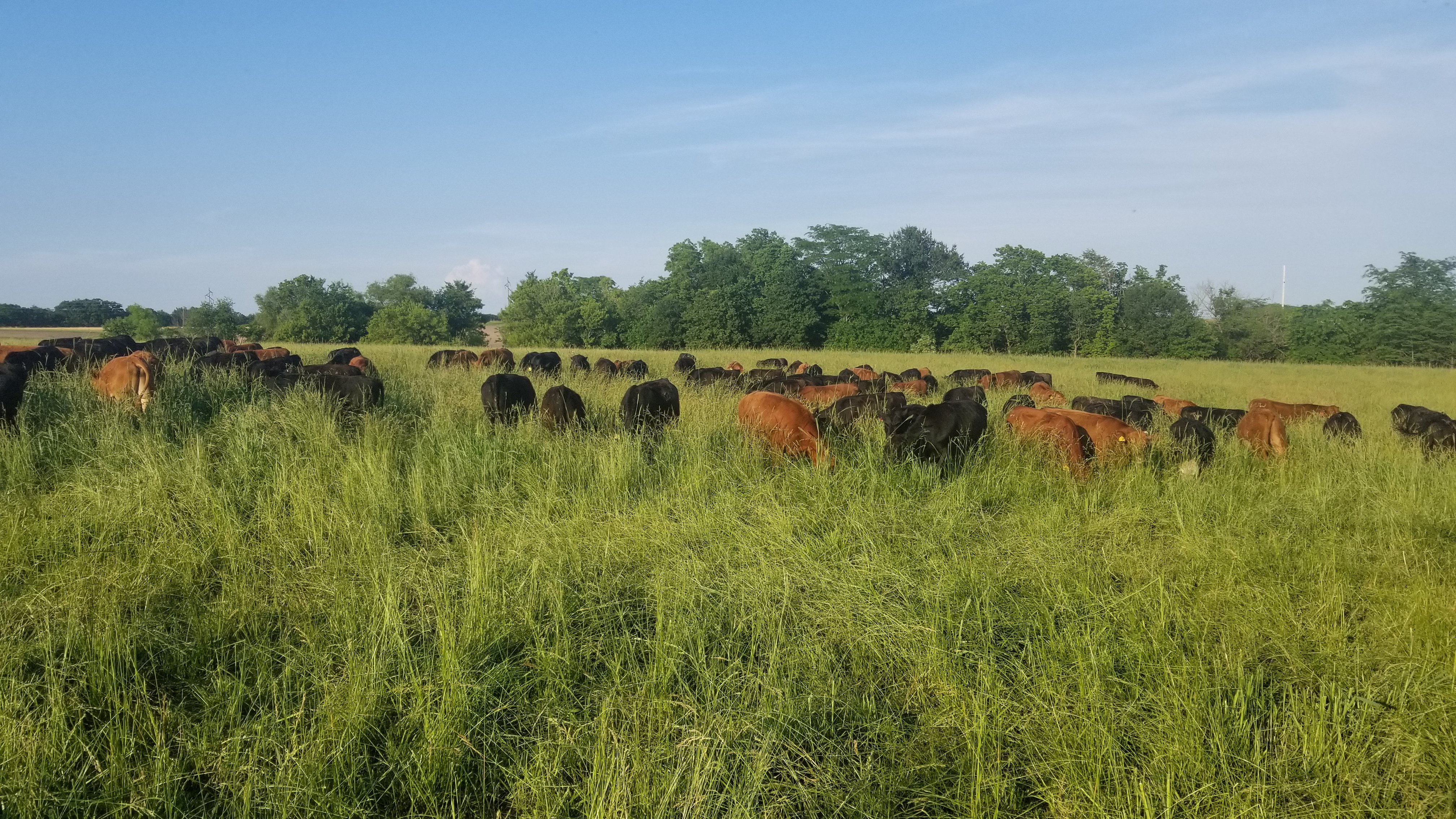 grassfed beef, steaks