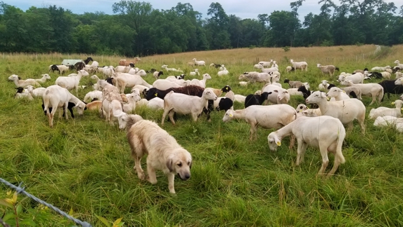 grassfed steak, grassfed lamb