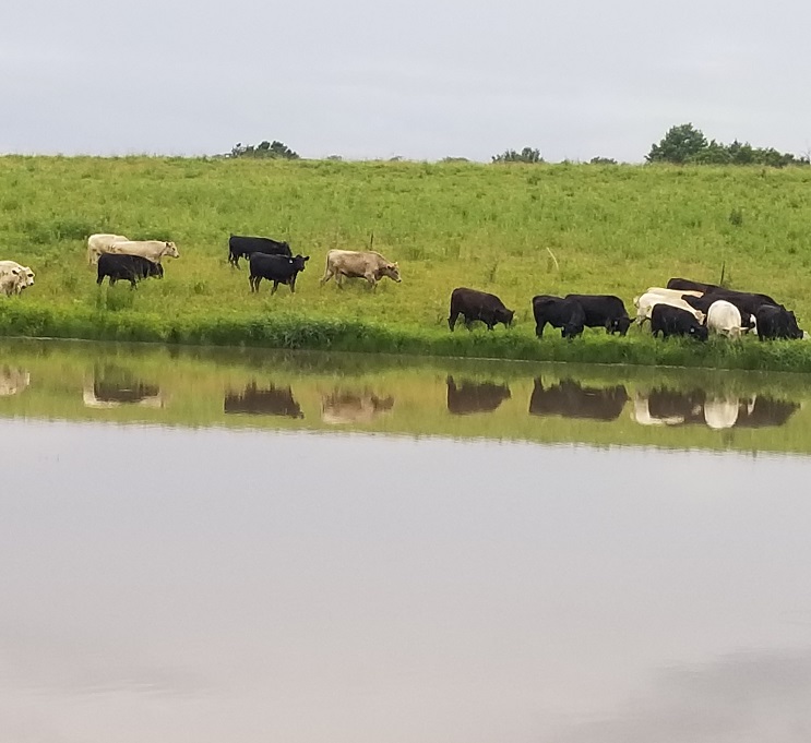 grassfed beef, steaks