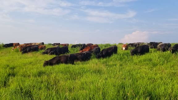 grassfed steak