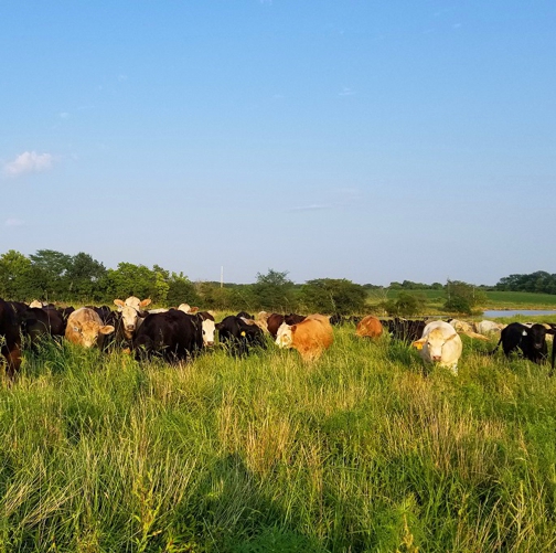 grassfed steak, grassfed beef, grass finished