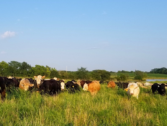 grass-fed steaks