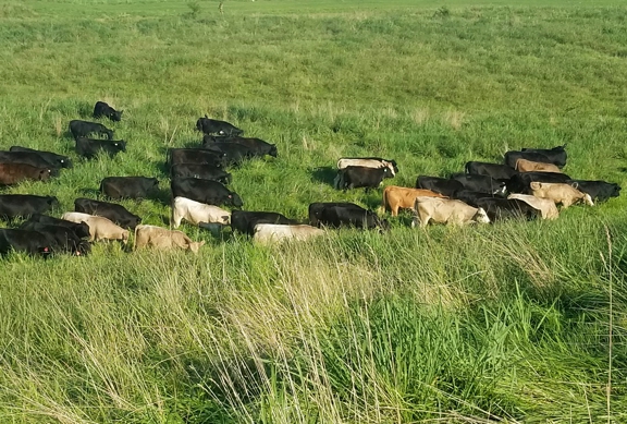 grassfed beef, grass finished