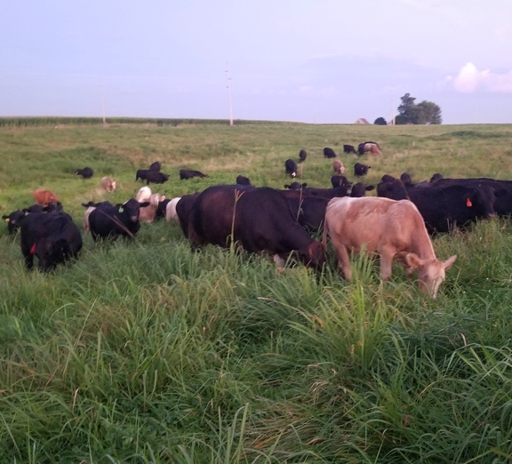 grassfed steak