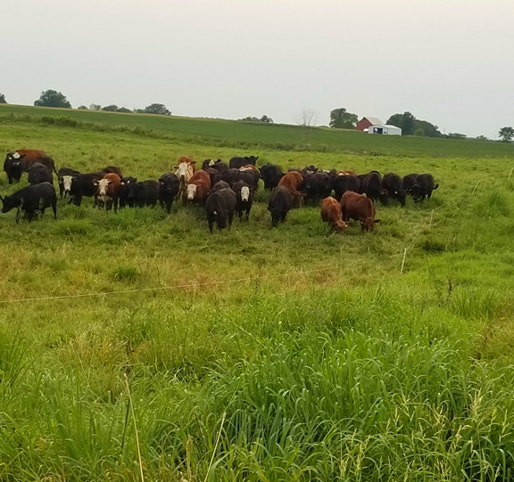 grassfed beef, grass finished beef