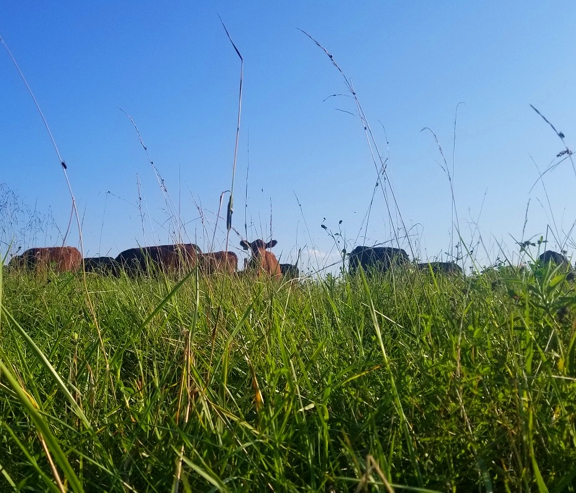 grassfed steak, grassfed beef, grass finished