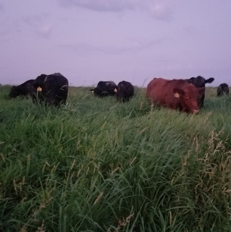 grassfed beef, steaks