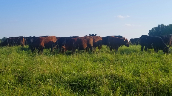 grass-fed steaks