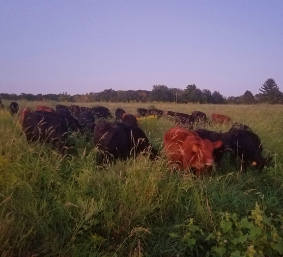 grassfed beef, grass finished