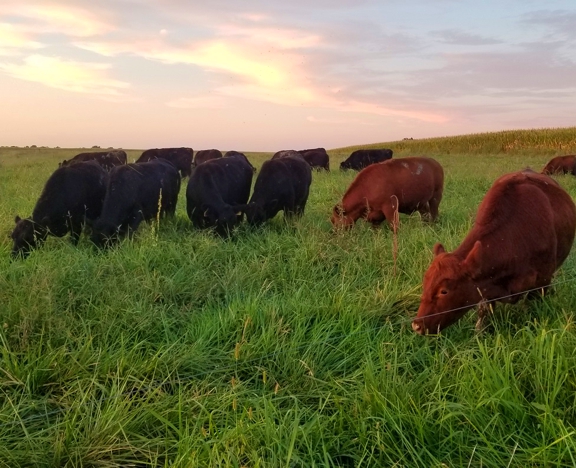 grassfed steak