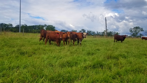 grassfed beef, grass finished beef