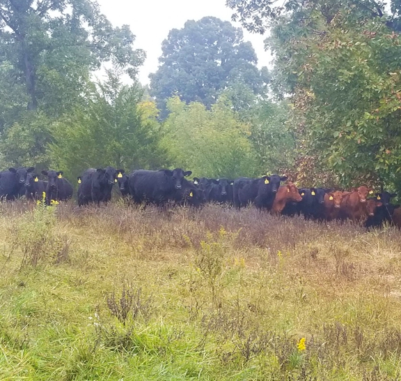 grassfed steak, grassfed beef, grass finished