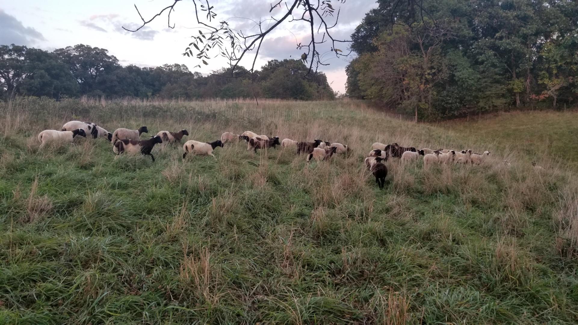 lamb, farm