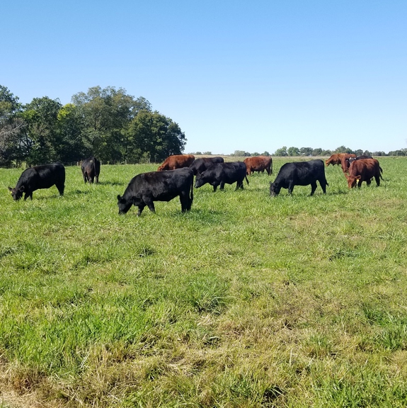 grassfed beef, grass finished