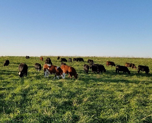 grass-fed steaks, grass-fed beef