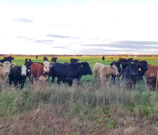 grass-fed steaks, grass-fed beef