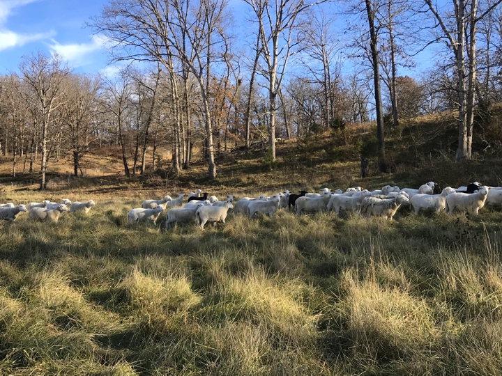 grass-fed steaks, lamb meat, holiday foods