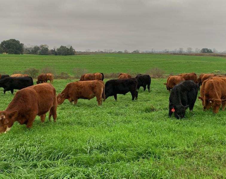 grass-fed steaks, grass-fed beef